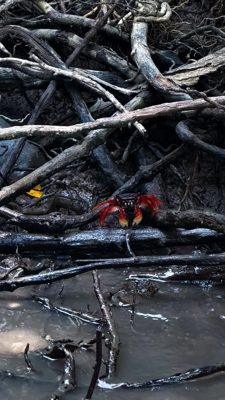 Cangrejo rojo entre las raíces del manglar