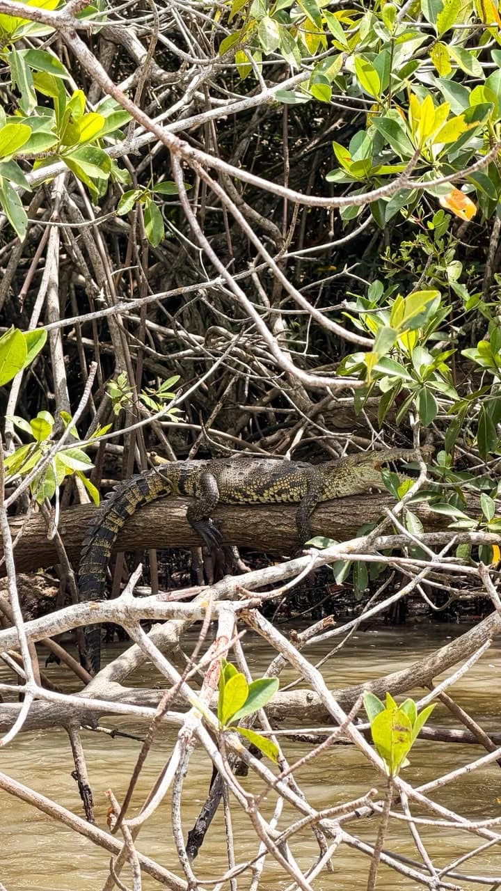 Cocodrilo entre los manglares de Tecolutla