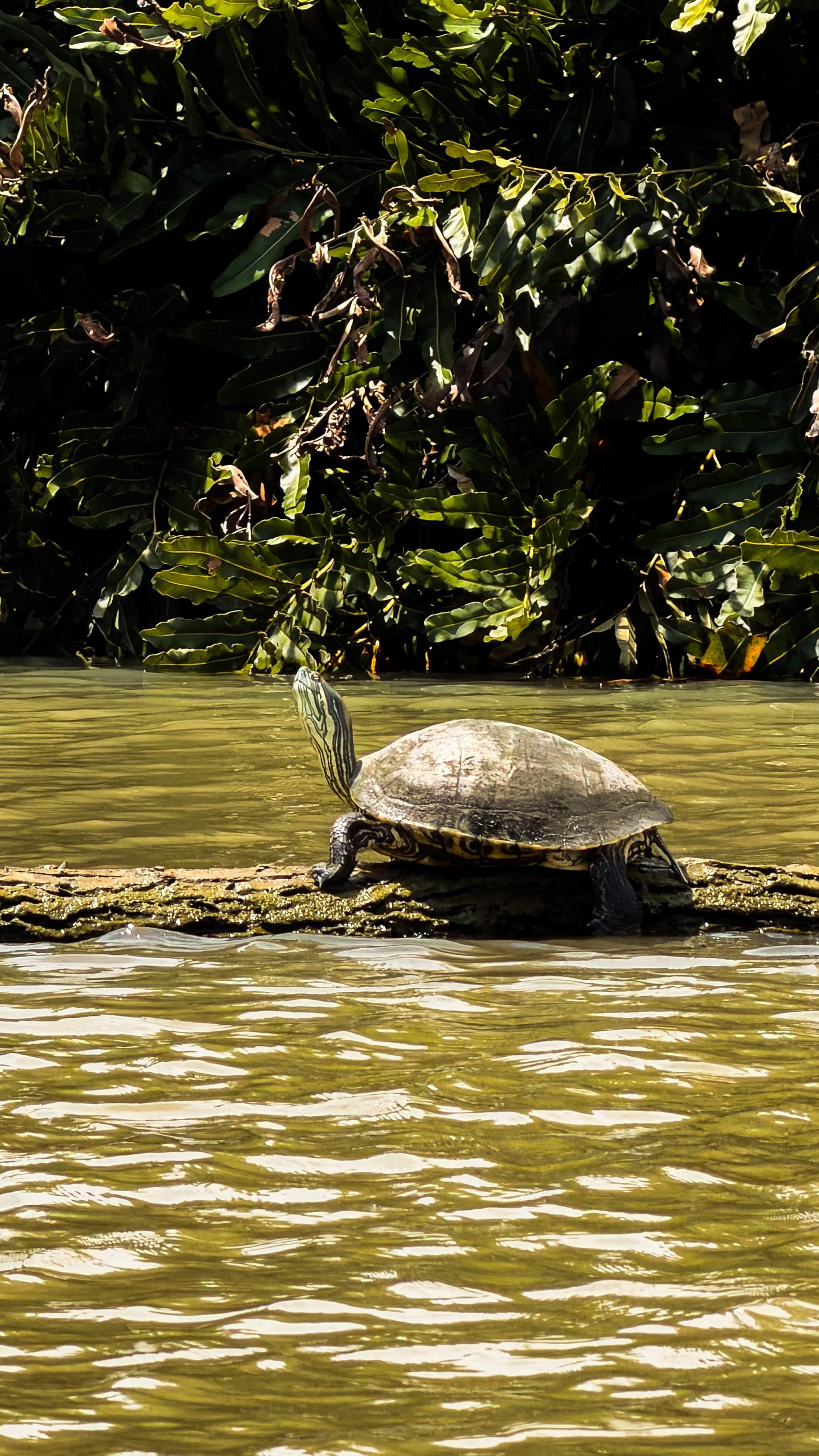 Tortuga en el río de Tecolutla
